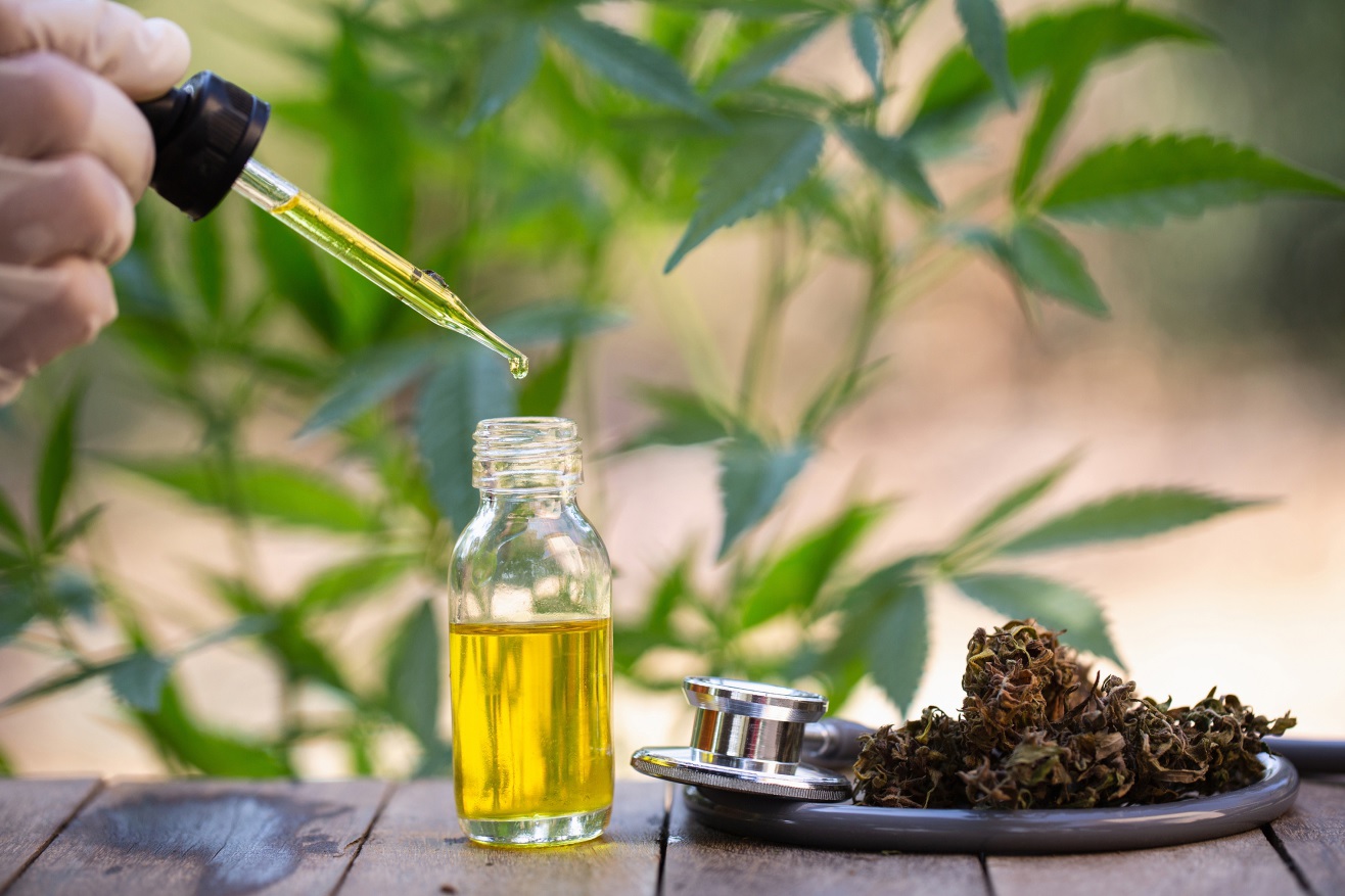 Read more about the article CBD – Superstar – Cannabispflanze