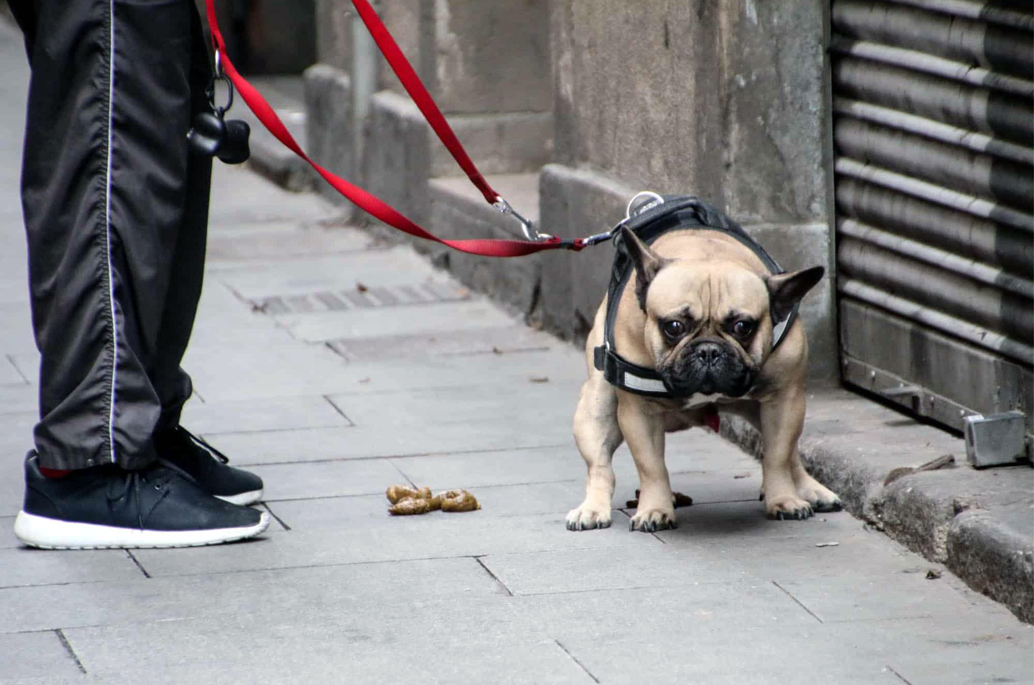 Read more about the article Hundekot